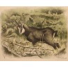 Engraving entitled ‘Chamois’, signed by RIME