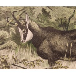 Engraving entitled ‘Chamois’, signed by RIME