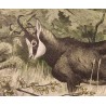 Engraving entitled ‘Chamois’, signed by RIME