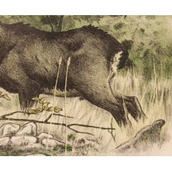 Engraving entitled ‘Chamois’, signed by RIME