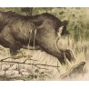 Engraving entitled ‘Chamois’, signed by RIME