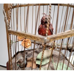 Songbird by BONTEMPS