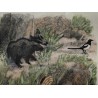 Engraving entitled ‘Wild Boars with a Magpie’, signed HAINARD