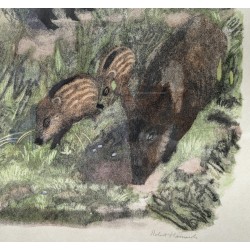 Engraving entitled ‘Wild Boars with a Magpie’, signed HAINARD