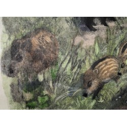 Engraving entitled ‘Wild Boars with a Magpie’, signed HAINARD