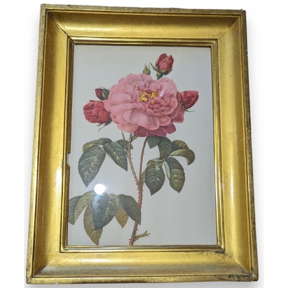 Reproduction de gravure "Rose"