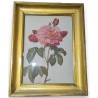 Reproduction of the engraving ‘Rose’