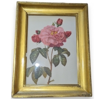Reproduction de gravure "Rose"