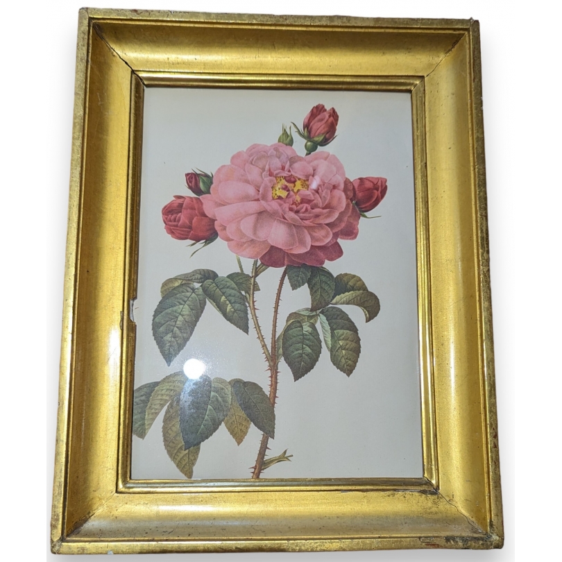 Reproduction de gravure "Rose"