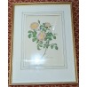 Reproduction of the engraving ‘Rosier d’Amour’