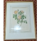 Reproduction de gravure "Rosier d'Amour"