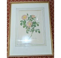Reproduction de gravure "Rosier d'Amour"