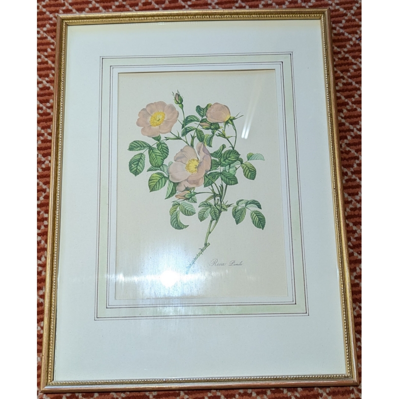 Reproduction de gravure "Rosier d'Amour"