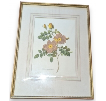 Reproduction de gravure "Rosier Eglantier"