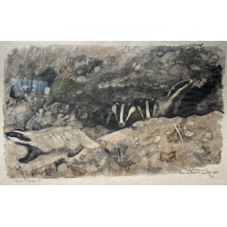 Engraving entitled "Badgers", signed by Robert HAINARD