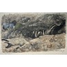 Engraving entitled "Badgers", signed by Robert HAINARD