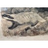 Engraving entitled "Badgers", signed by Robert HAINARD