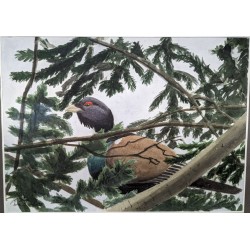 Aquarelle "Grand Tétras" signée C. STERN