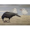 Aquarelle "Corbeau et mouettes" signé C. STERN