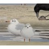 Aquarelle "Corbeau et mouettes" signé C. STERN