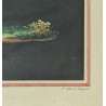 Gravure "Bacchante" par DELPECH