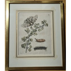 Engraving ‘Grossularia alba vulgaris’ 31 by MERIAN