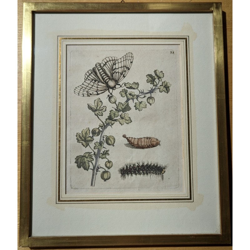 Engraving ‘Grossularia alba vulgaris’ 31 by MERIAN