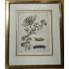 Engraving ‘Grossularia alba vulgaris’ 31 by MERIAN