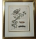 Gravure "Grossularia alba vulgaris" 31 par MERIAN