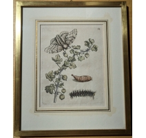 Gravure "Grossularia alba vulgaris" 31 par MERIAN