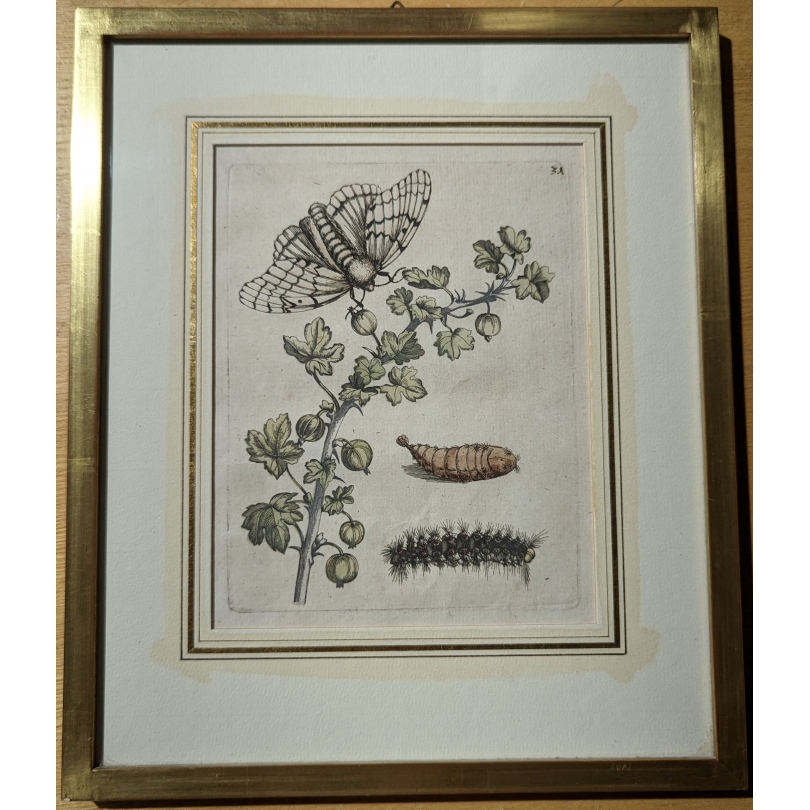 Gravure "Grossularia alba vulgaris" 31 par MERIAN