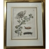 Gravure "Grossularia alba vulgaris" 31 par MERIAN