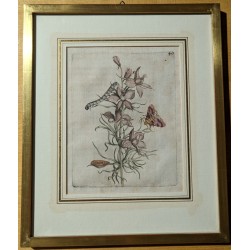 Engraving ‘Consolida regulus hortensis’ 40 by MERIAN