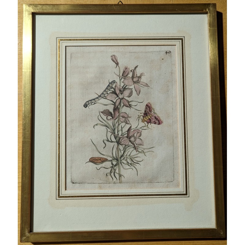 Engraving ‘Consolida regulus hortensis’ 40 by MERIAN