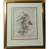 Engraving ‘Consolida regulus hortensis’ 40 by MERIAN