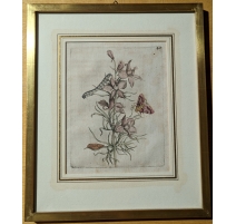 Gravure "Consolida regulus hortensis"40 par MERIAN