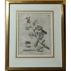 Engraving of ‘Oxyacantha florens’ No. 20 by MERIAN