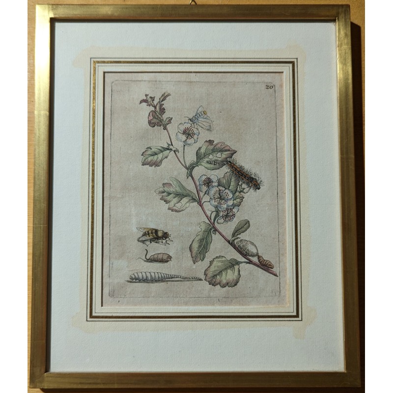 Engraving of ‘Oxyacantha florens’ No. 20 by MERIAN