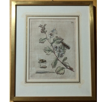 Gravure "Oxyacantha florens" 20 par MERIAN