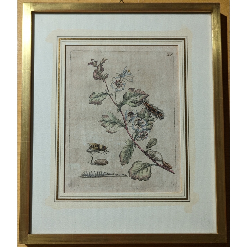 Gravure "Oxyacantha florens" 20 par MERIAN