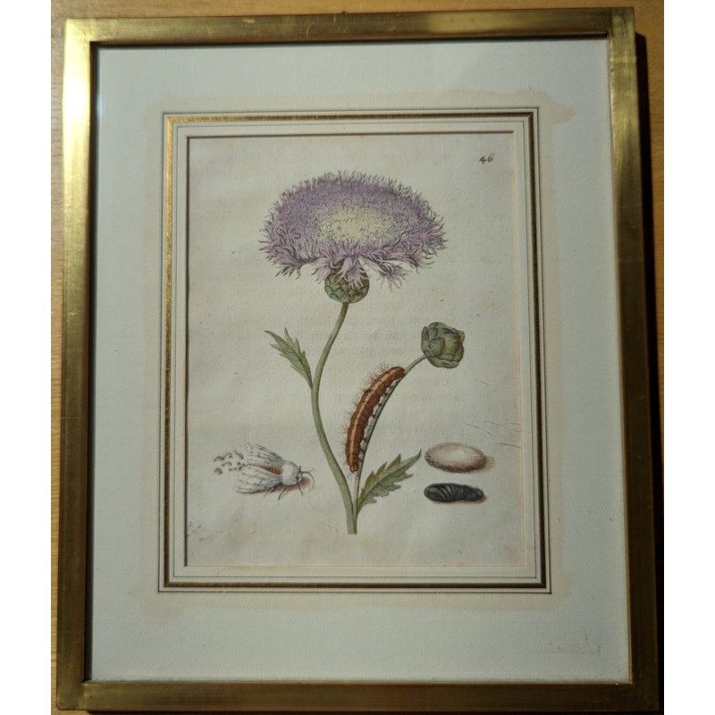 Engraving of ‘Jacea moschata purpurea’ 46 by MERIAN