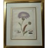 Engraving of ‘Jacea moschata purpurea’ 46 by MERIAN