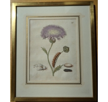 Gravure "Jacea moschata purpurea" 46 par MERIAN