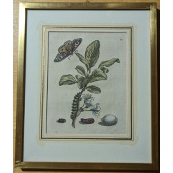 Engraving ‘Flos prunae Damascene’ No. 13 by MERIAN