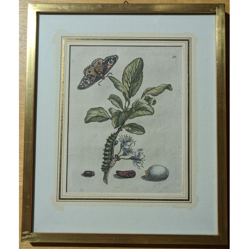 Engraving ‘Flos prunae Damascene’ No. 13 by MERIAN