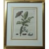 Engraving ‘Flos prunae Damascene’ No. 13 by MERIAN