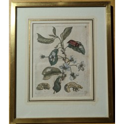 Engraving ‘Cerasus nigra julius florens’4 by MERIAN