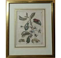 Gravure "Cerasus nigra julius florens"4 par MERIAN