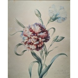 Aquarelle "Oeillet" signée E. REINHART