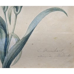 Aquarelle "Oeillet" signée E. REINHART